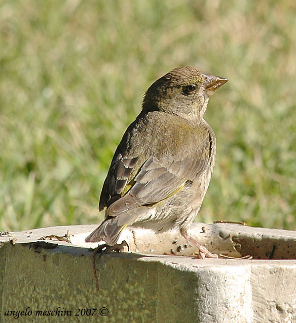 Un Verzellino e altri Fringillidae assetati.